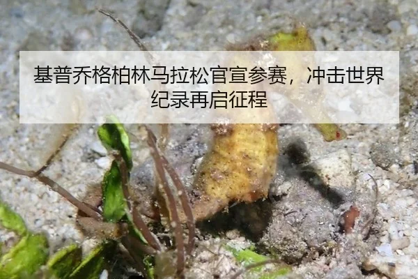 基普乔格柏林马拉松官宣参赛，冲击世界纪录再启征程